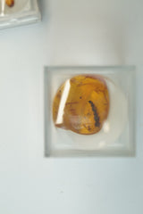 11 Lupenkästchen mit Bernstein mit Insekten innendrin Posten