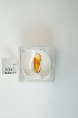 11 Lupenkästchen mit Bernstein mit Insekten innendrin Posten